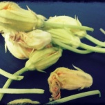 Flores de calabacín, las hemos cortado con un poquito de tallo